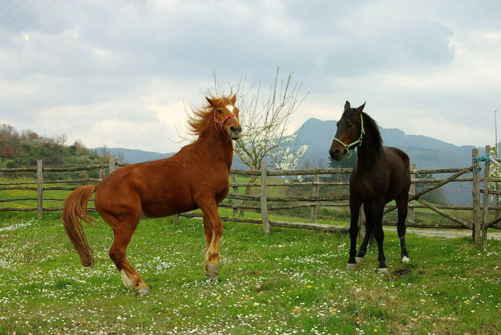 Agriturismo La Collina Delle Stelle