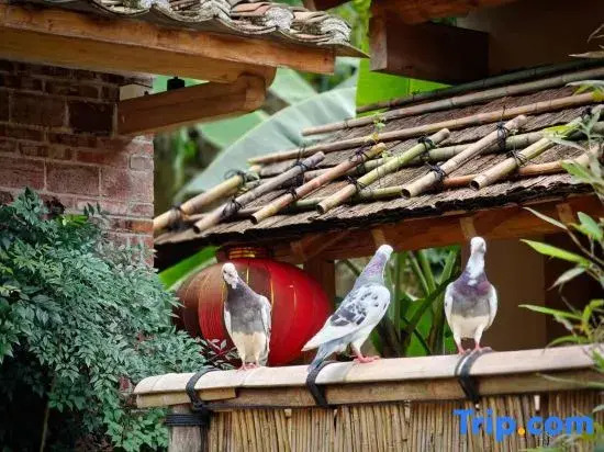 Yujian Xiaoshe Boutique Homestay