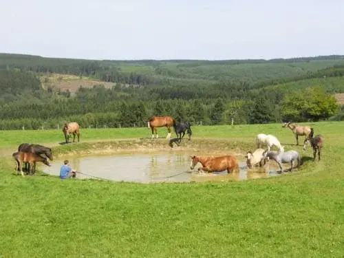 Le Haras de Bernister
