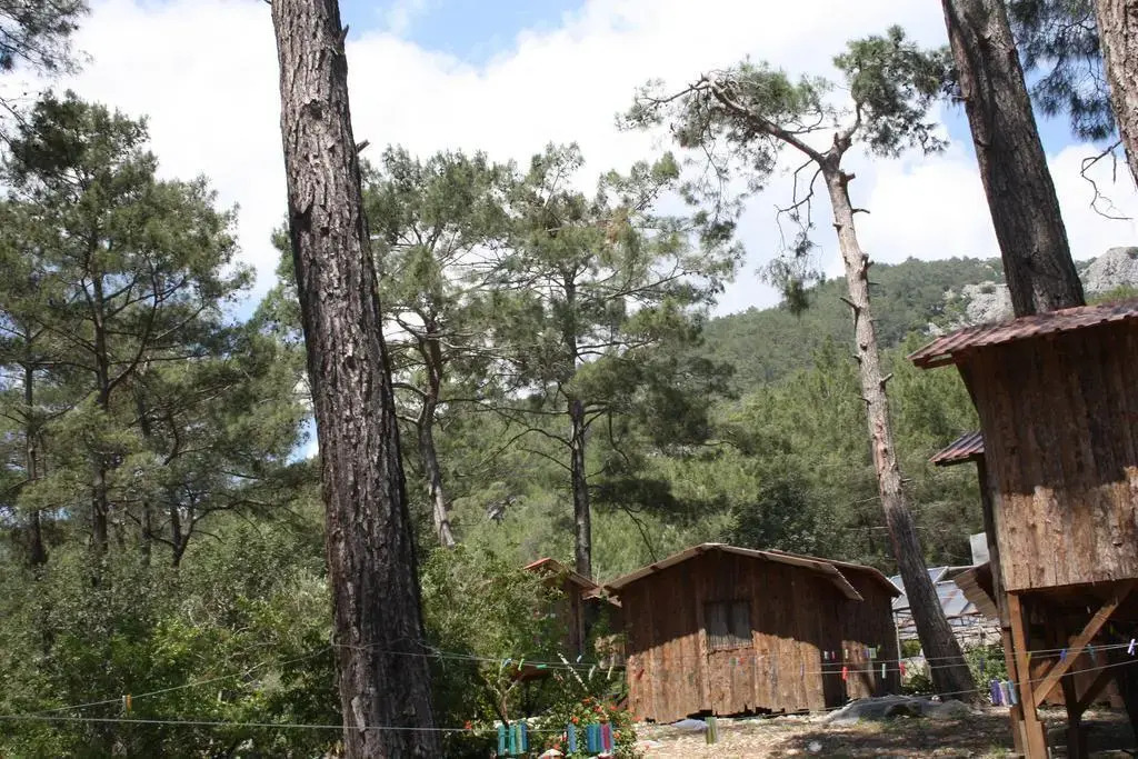 Saban Tree Houses
