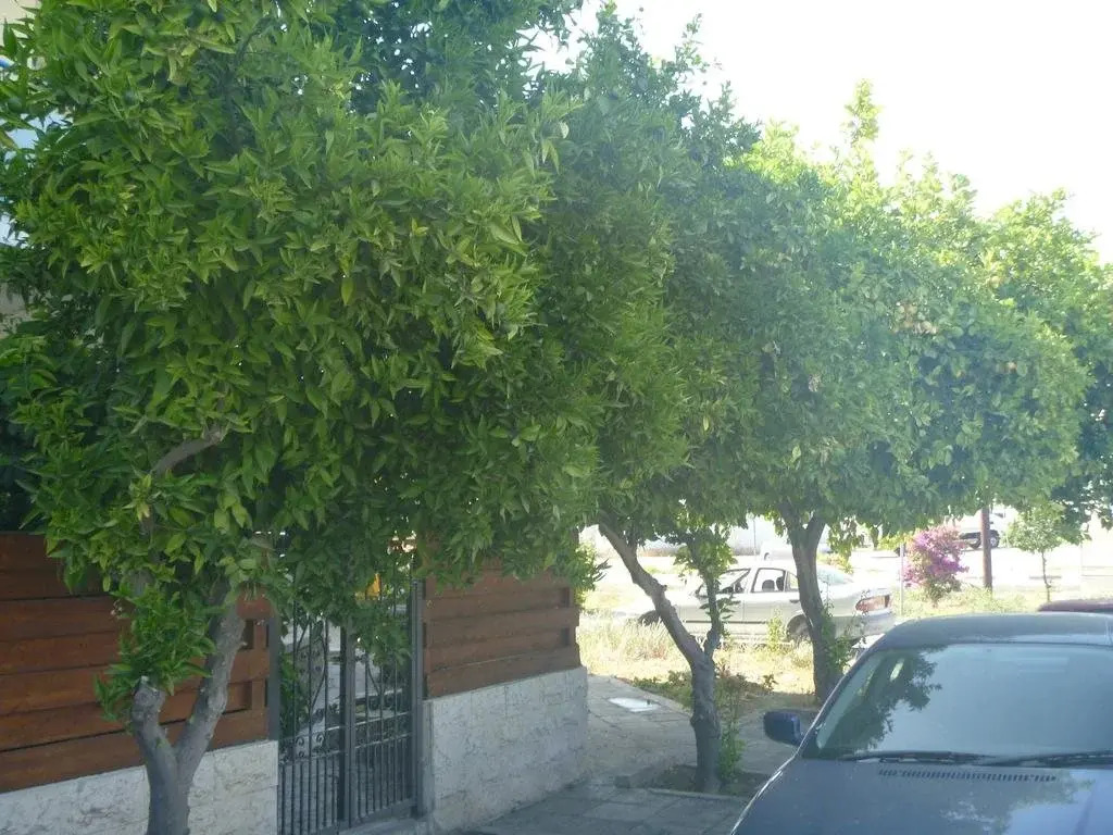 Larnaca City