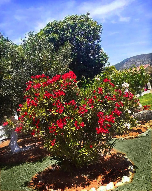 Villa Aelia - A Peaceful And Private Place