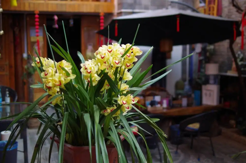 Lijiang Hua Lin Wan Zhao Inn