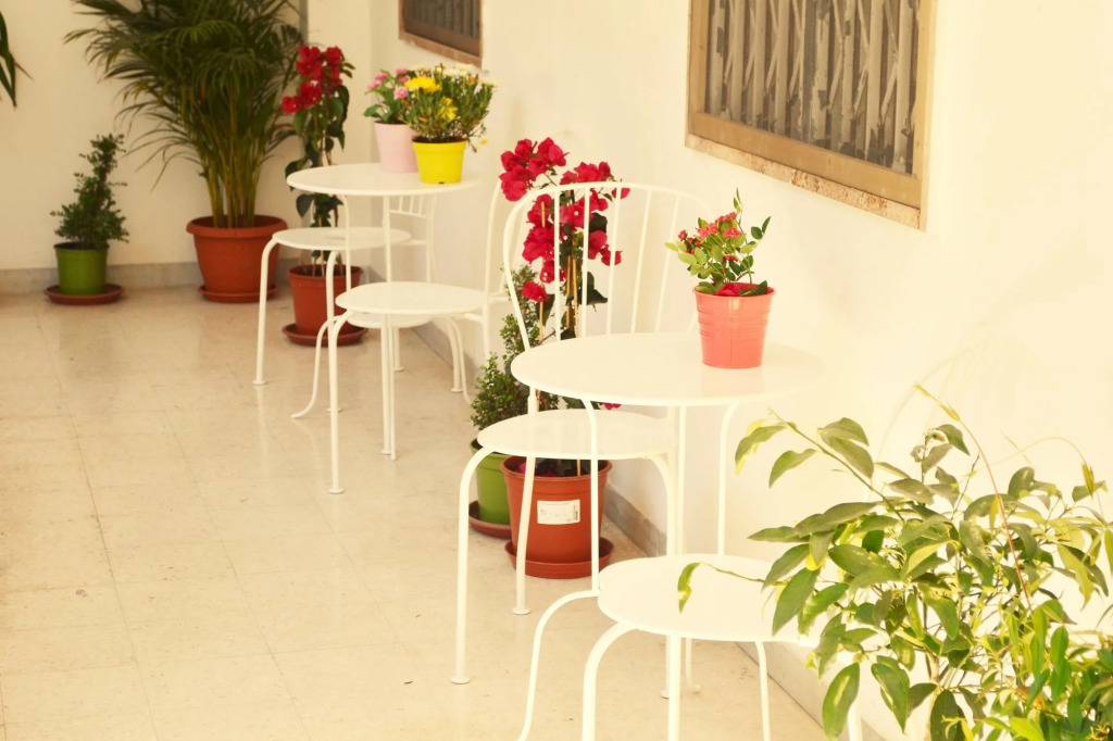 Olive Tree - Hostel