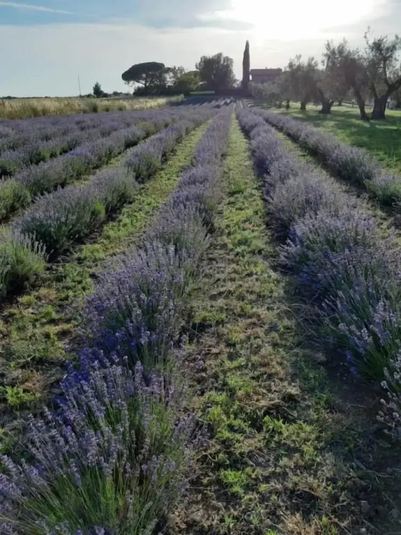 Tenuta Di Pontesodo