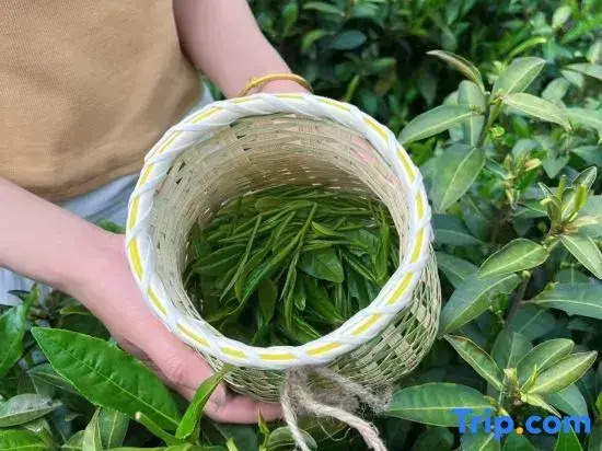 Tea  · Xingzhi Mountain Resort Homestay