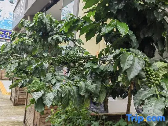 Xiyin Coffee Hotel (Baoshan High-speed Railway Station)
