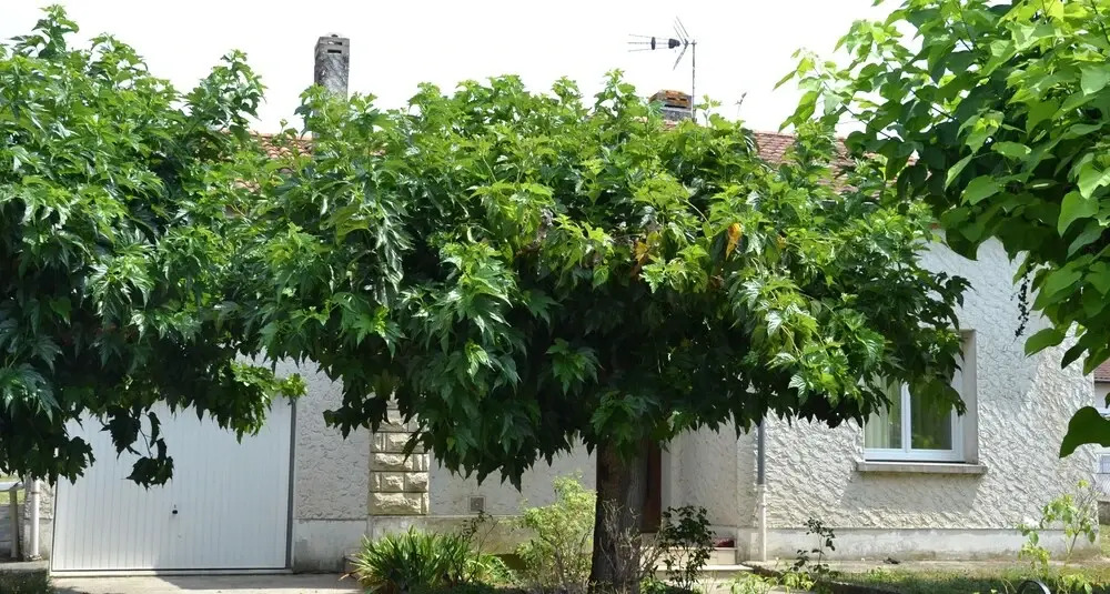 Maison dans Lotissement