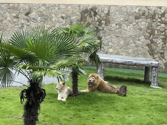 Zhongnan Lion King Resort Hotel