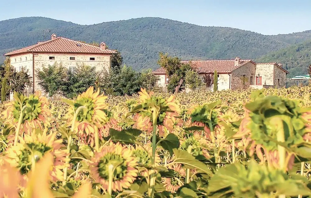 Tulipano A