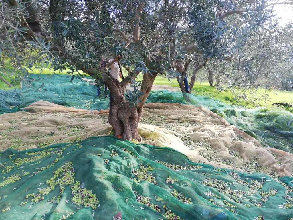 Rustico in campagna a due passi dal mare - Scopello