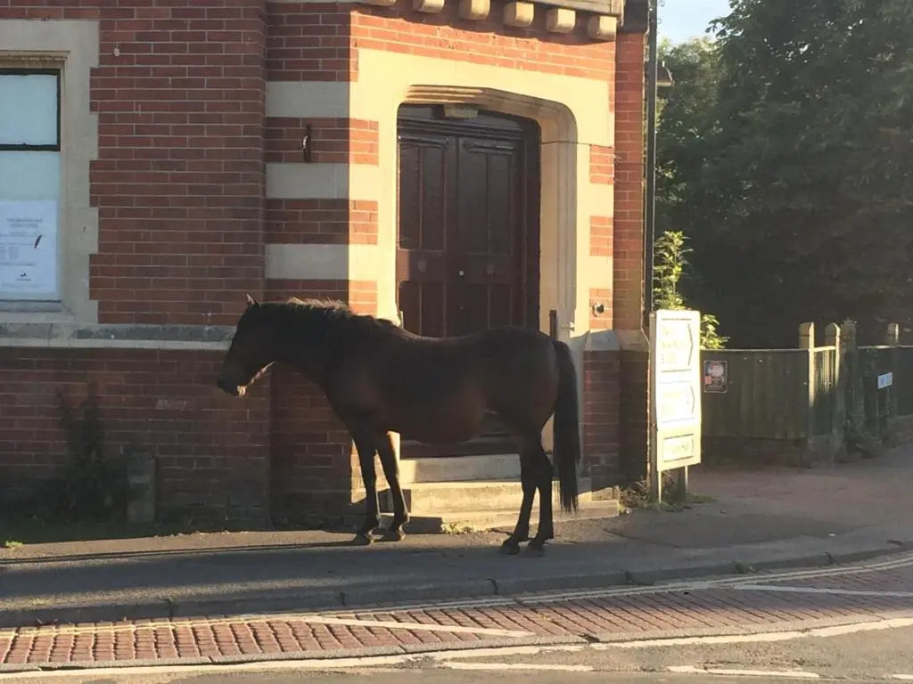 Brockenhurst Apartments