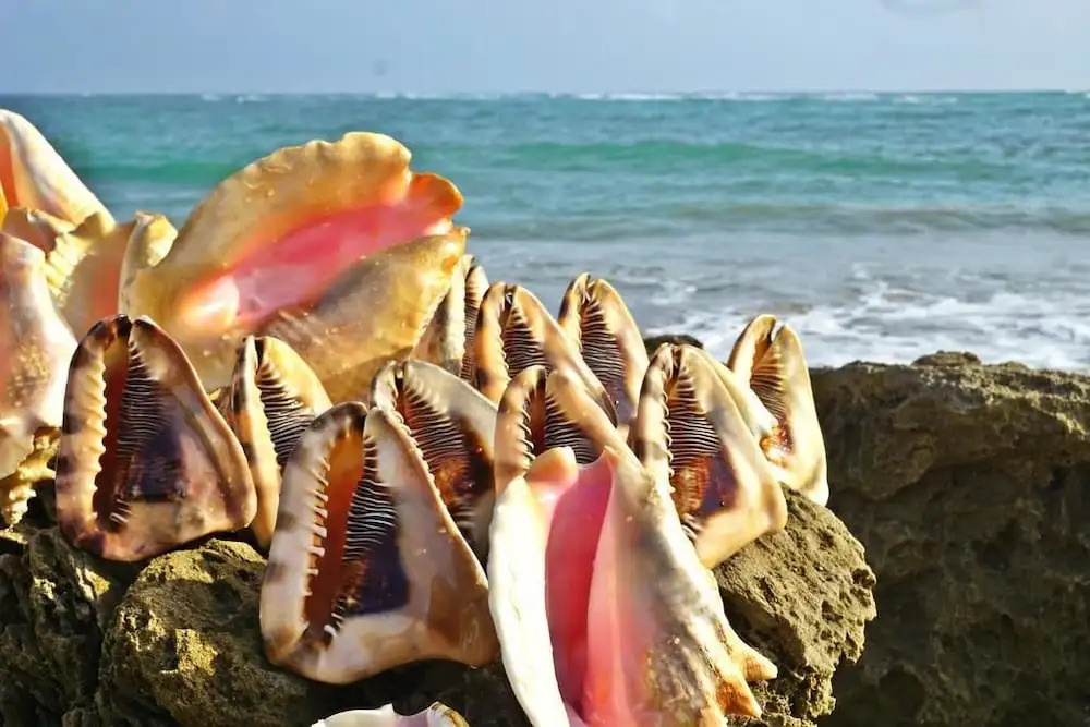 Areca Hotel Cabarete