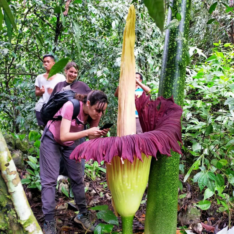 Bukit Lawang Indah