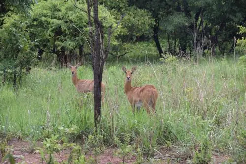 Mawimbi Bush Camp
