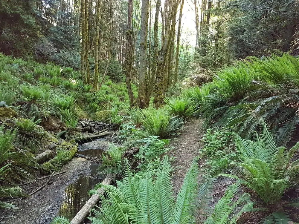 Forest Ocean View place