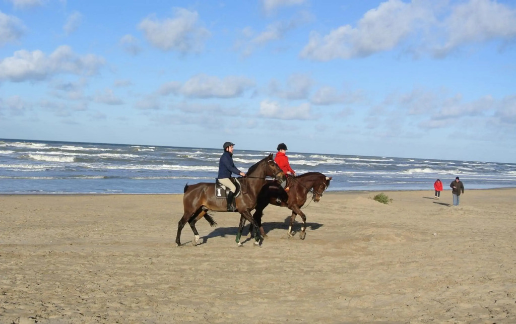 Duinnest