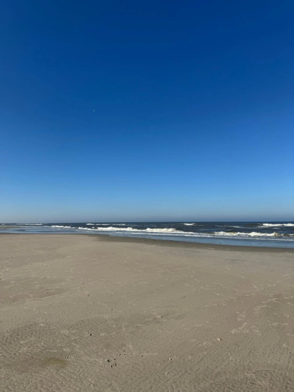 Dünenrose am Nordstrand