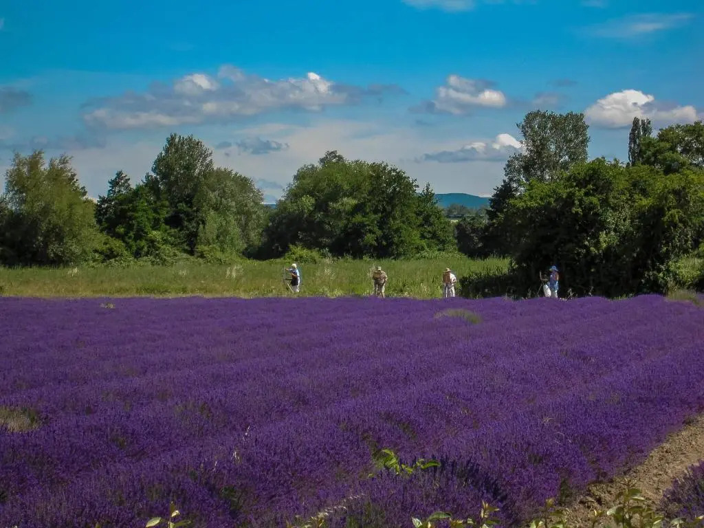 La Moutière