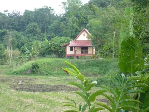 Suancha Tea Garden
