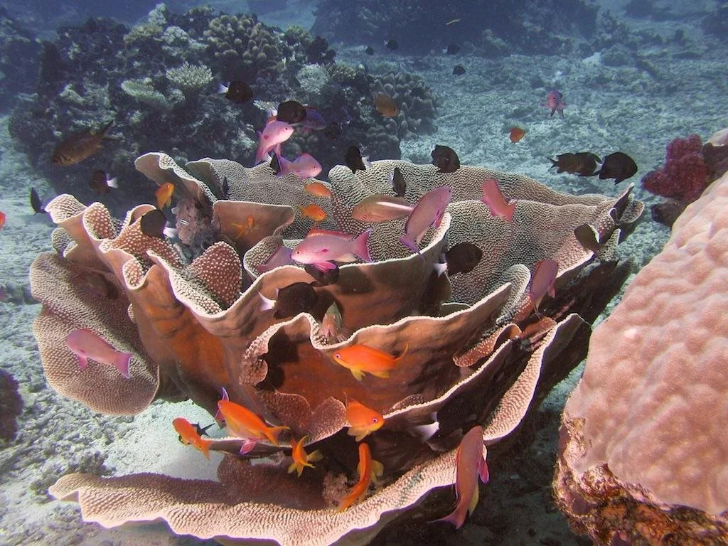 Taveuni Dive Resort