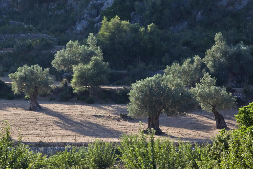 Hermitage Mallorca Hotel & Spa