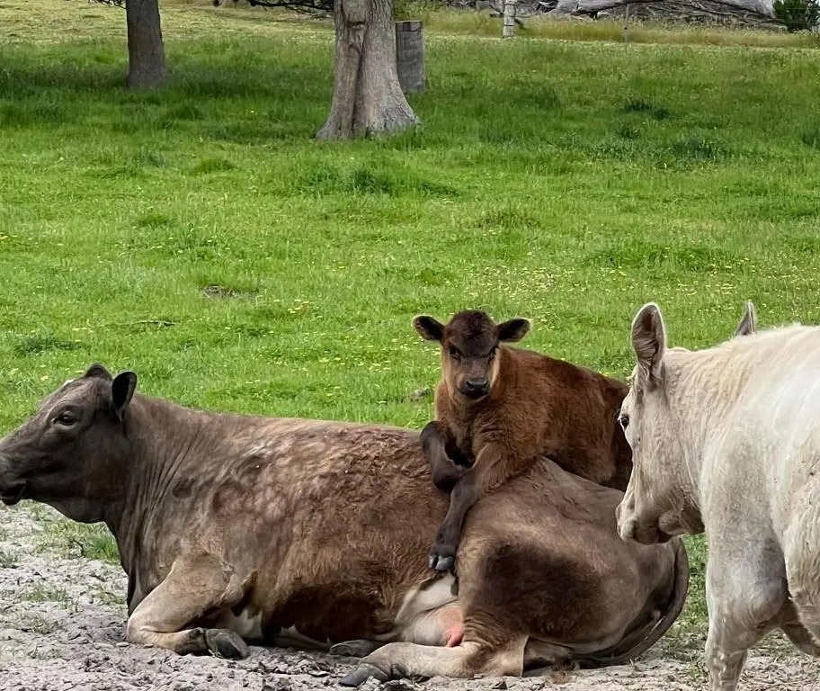 Rosa Glen Retreat - New, Couples farmstay, Margaret River