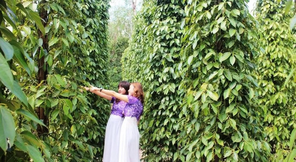 Pepper Farm Phu Quoc Bungalow