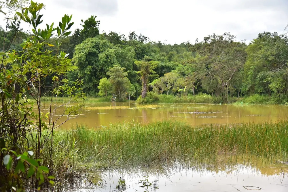 Wichai's Jungle Home Stay