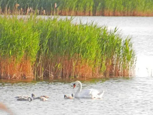 Neu renoviertes schwimmendes Ferienhaus Fischland in Barth