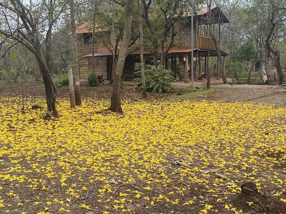 Finca Avellanas