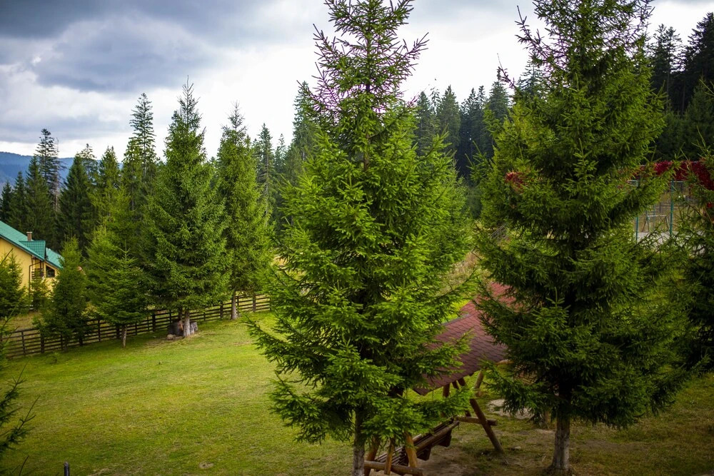 Hotel Floare de Colt Bucovina