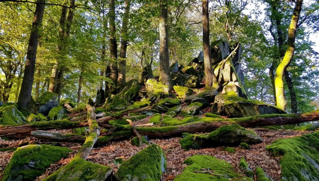 FeWo Krehberg