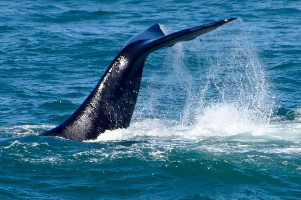 The Whale and Waddler - Unit with a view - and solar energy support