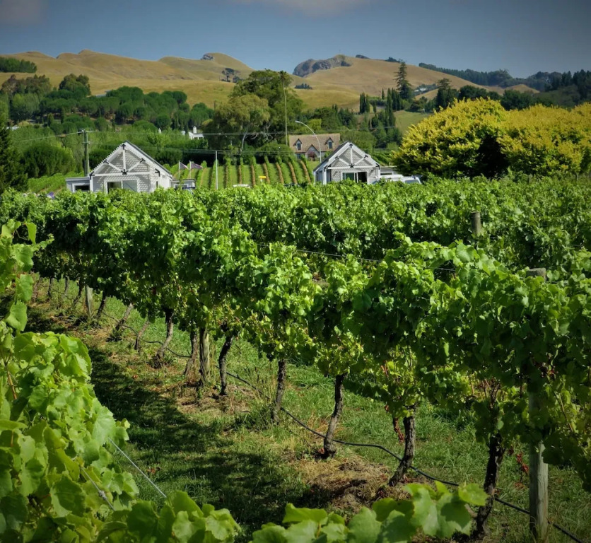 305 in the Vines