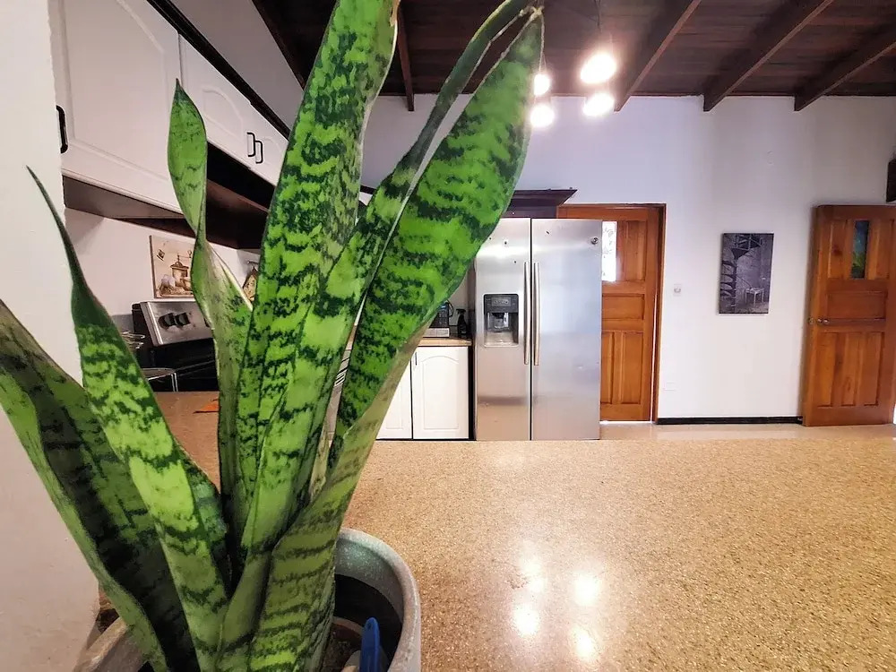 Jungla Urbana, BnB Adult Only