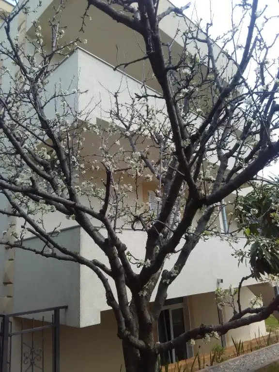 Apartments Savić