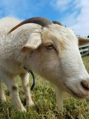 The Little Farm Coromandel