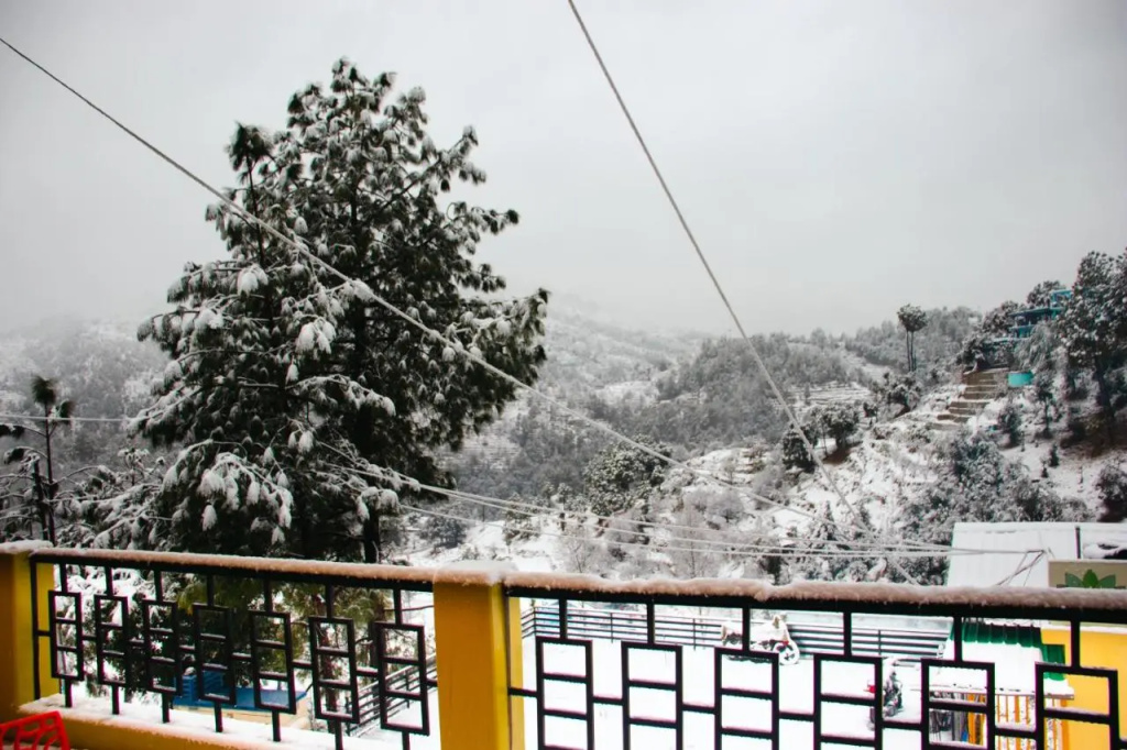 THEHIMALAYANLIVING WHISTLING PINES