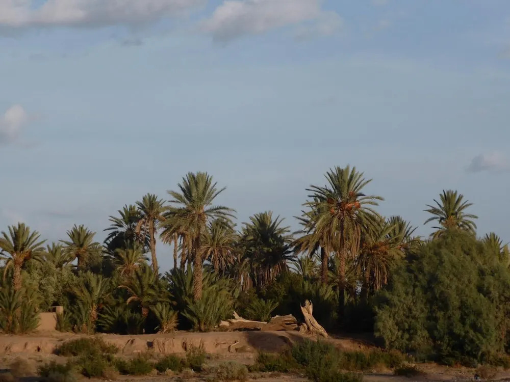 Gite Kasbah La Palmeraie