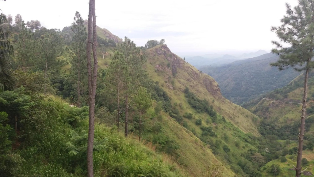 Mellow Homestay