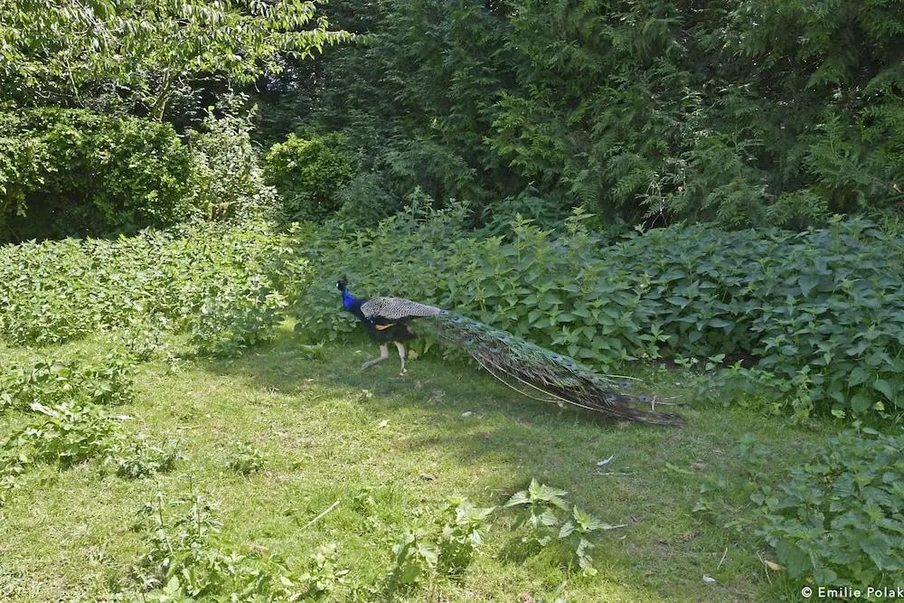 Roulotte La Verdine