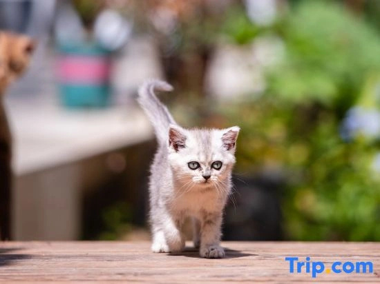 YOOOO·changgong's Meow Garden