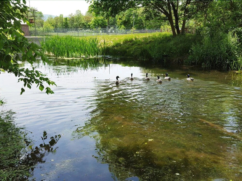 Spring_farm_retreat