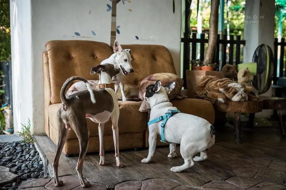 Ginger Bread House - Pet Lover Resort