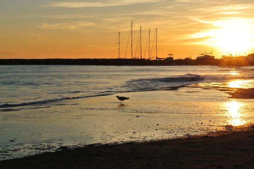 Hotel Les Palmiers En Camargue