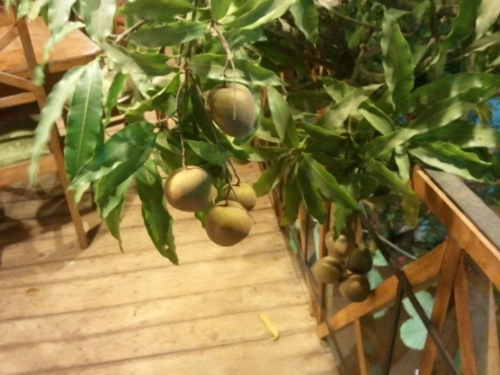 Hotel Mango Garden