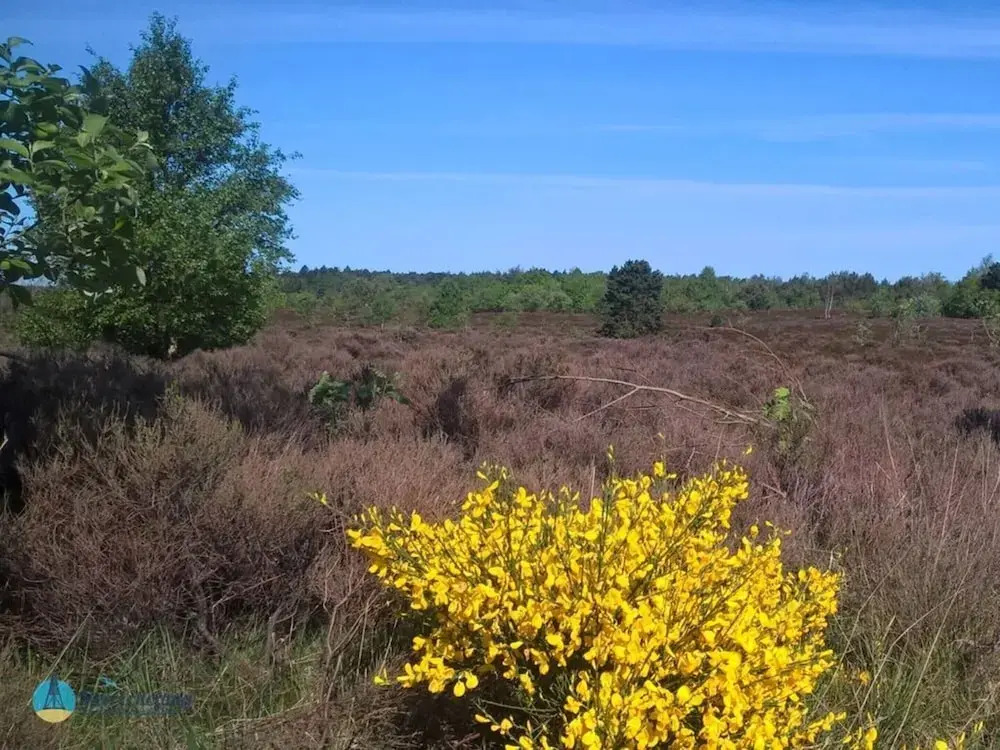 Heidhohn Comfortable Holiday Residence