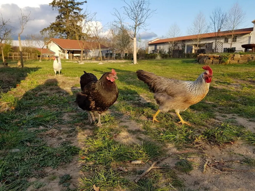 Chateau des Perichons