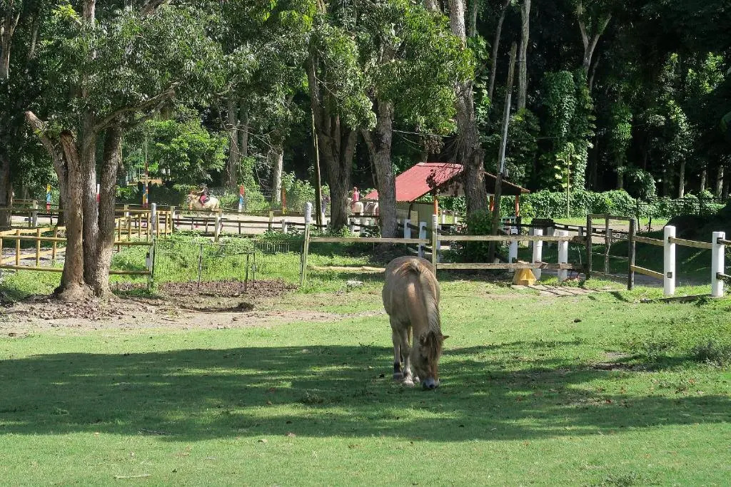 Ranch Black Horse